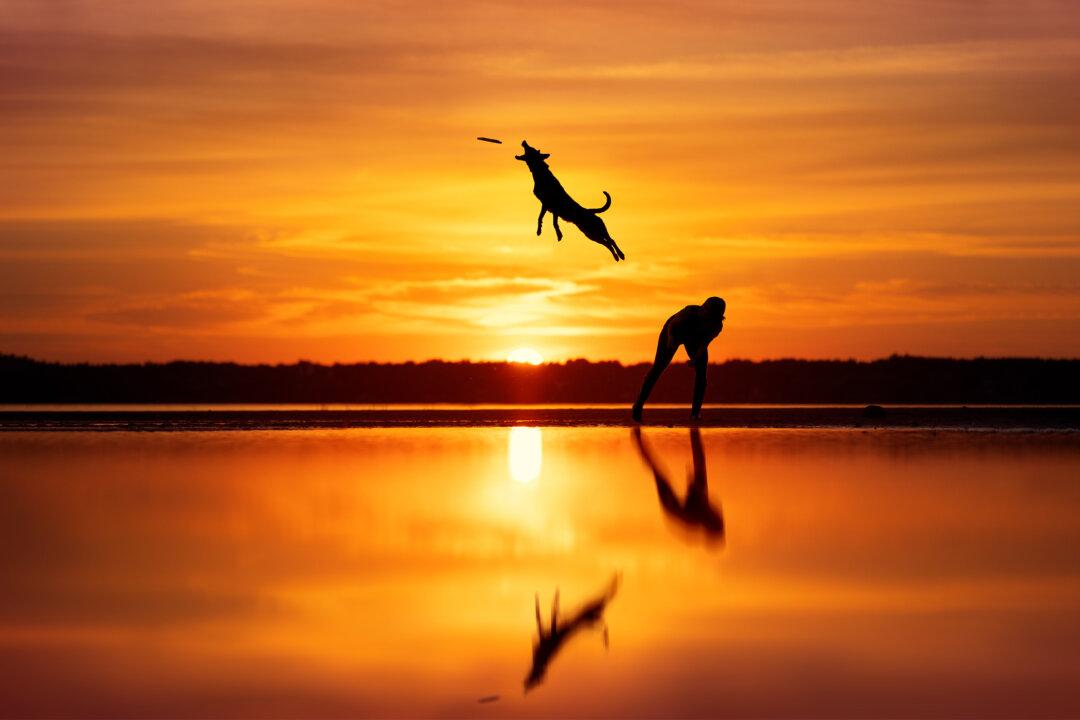 2023 Dog Photography Award Winners Capture the ‘Essence of Canine Beauty’ (Photos)