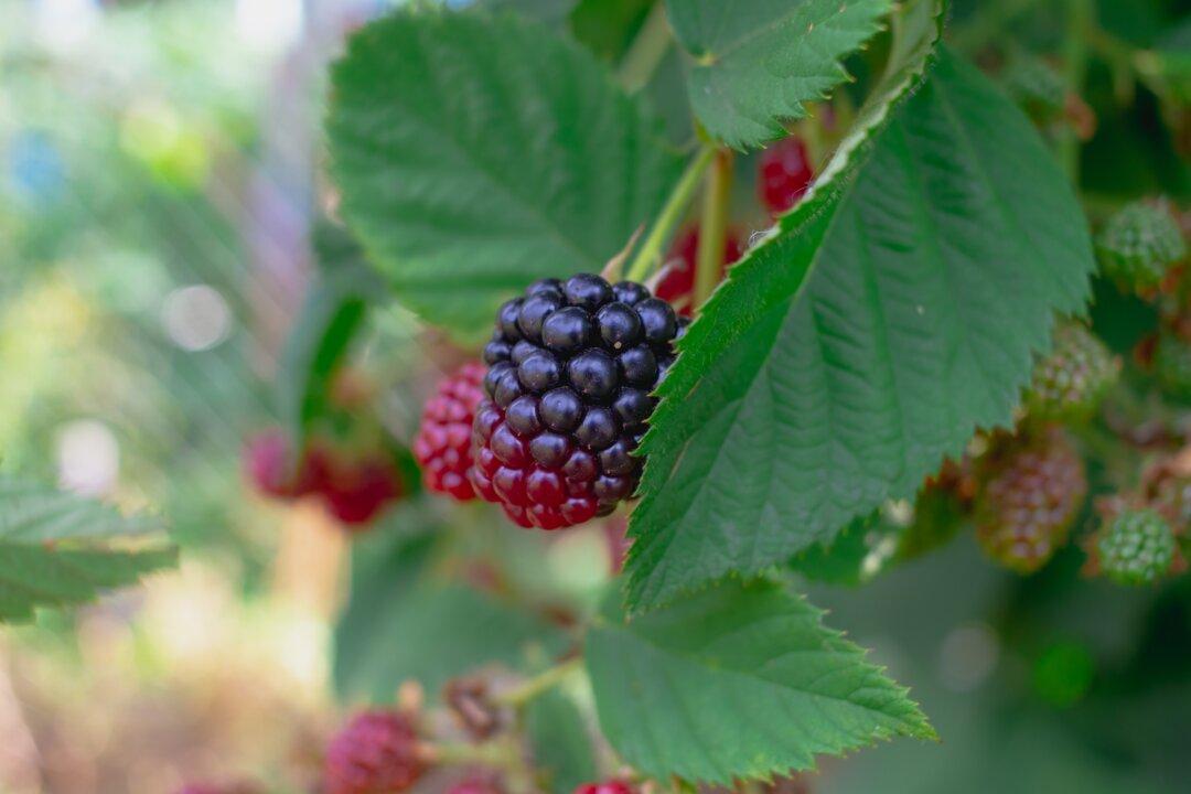 Thornless Blackberries and Dying Leaves