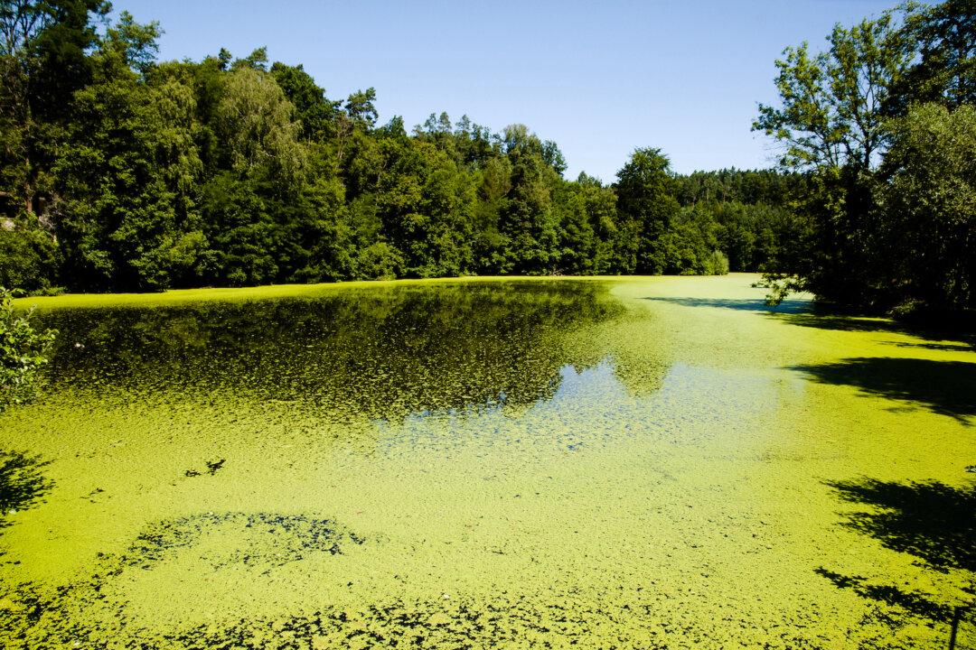 Don’t Let Dogs Swim in Green Water