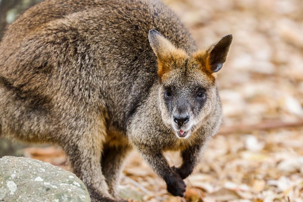 Vietnamese Shelter to Adopt Four Smuggled Wallabies
