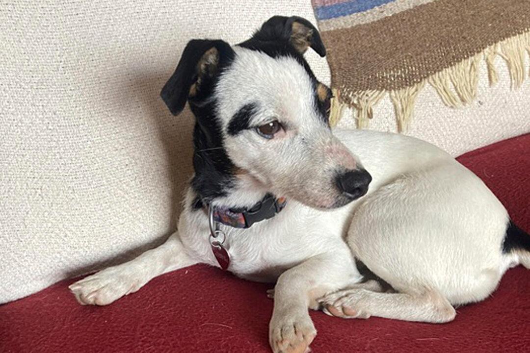 Dog Who Survived 72 Days in Mountains After Owner’s Death Is Regaining Weight, Back on Hiking Trails