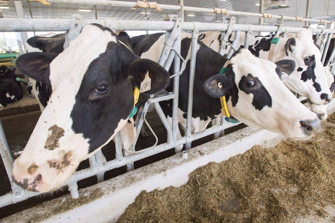 Ng Says Panel Rules ‘Clearly in Favour of Canada’ in Dairy Imports Dispute With US