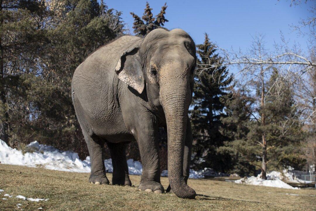 New Bill Seeks to Limit New Captivity of Elephants, Apes in Canada
