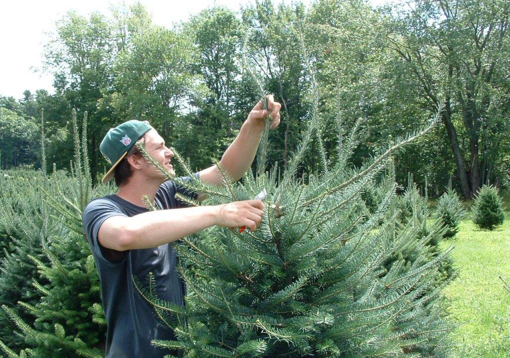 Inflation Grinch Comes for Christmas Trees