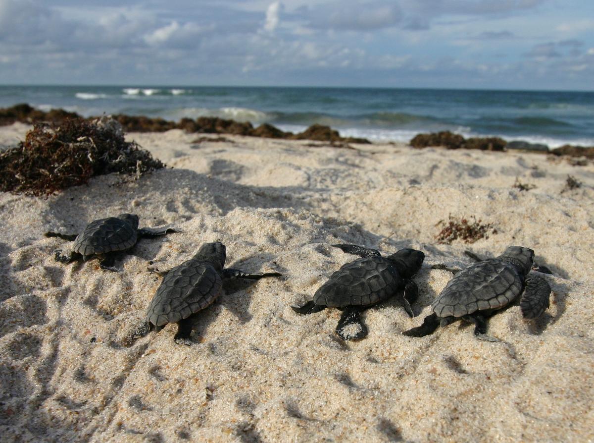 Florida’s Sea Turtle Nest Numbers Break Records, But Dangers Continue to Surface