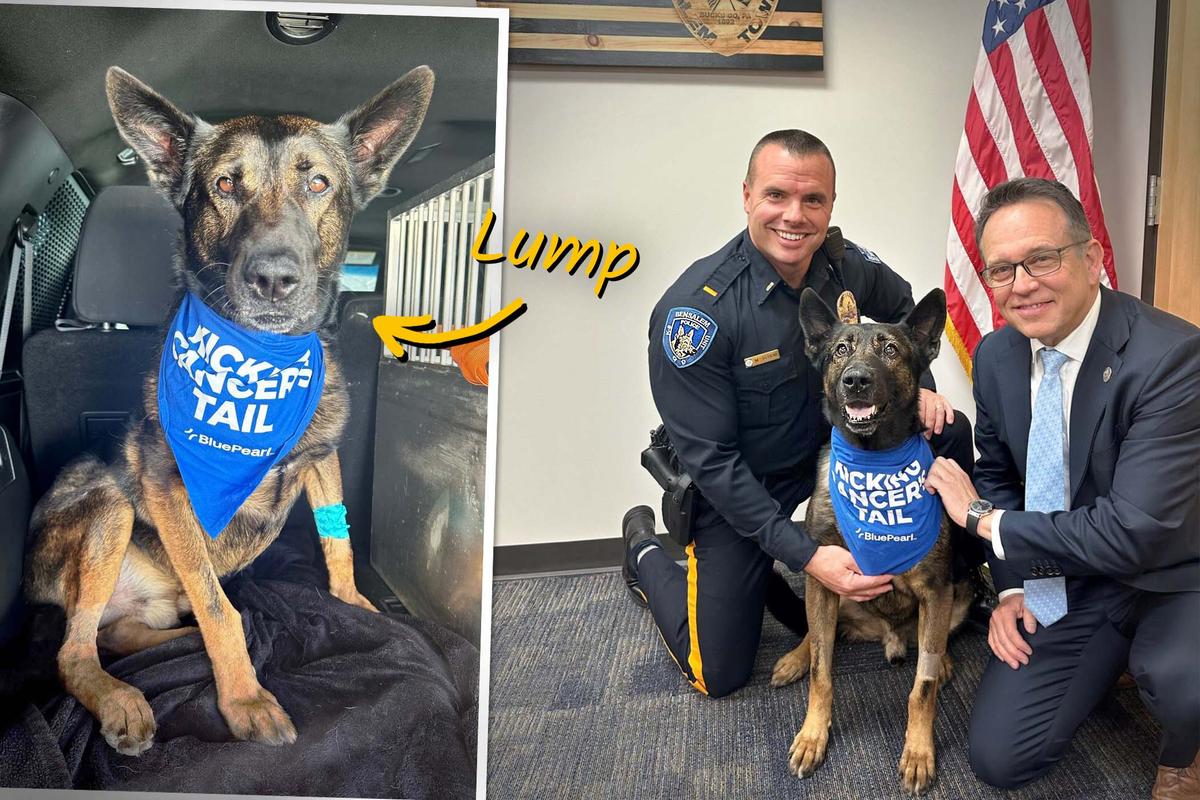 Police Spot Cancerous Tumor on Explosive Detection Dog’s Jaw—Then a Few Friends Step up to Help