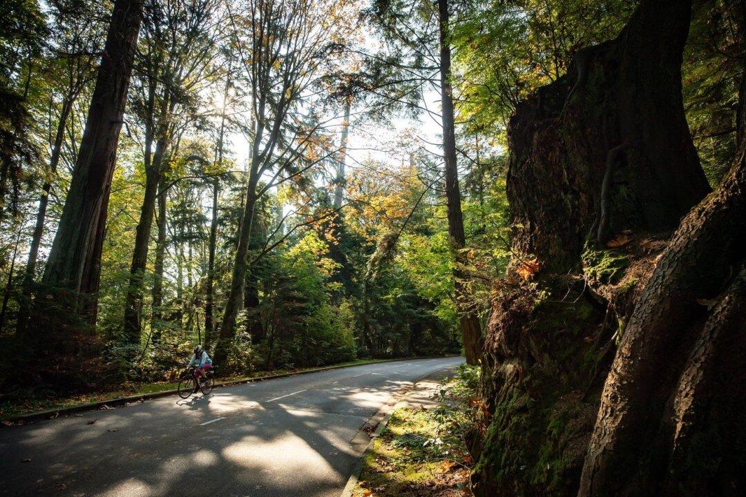 Thousands of Trees Will Be Felled in Vancouver’s Stanley Park Due to Moth Infestation