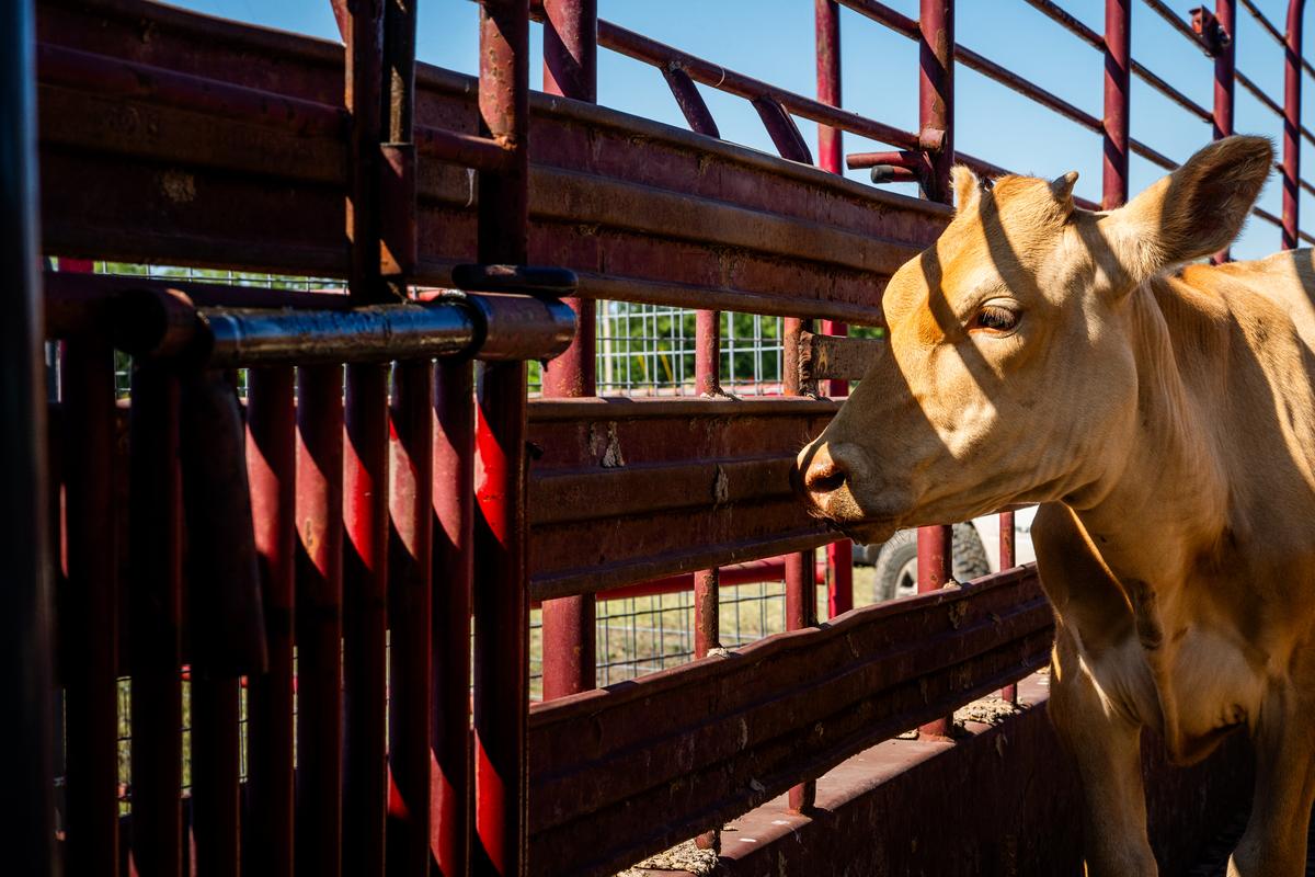Cattle are loaded into a truck in preparation for a cattle auction, in Quemado, Texas, on June 28, 2023. Ranchers and farmers have begun to cull their cattle herds because of drought and high costs in the region, threatening a potentially steep climb in prices for the country's supply of beef. (Brandon Bell/Getty Images)
