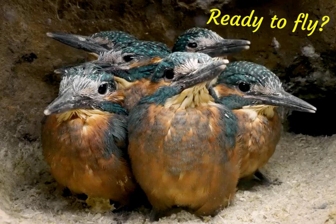 Patient Kingfisher Dad Coaxes 7 Chicks to Fly—Watch How He Persuades the Last Anxious Baby: VIDEO