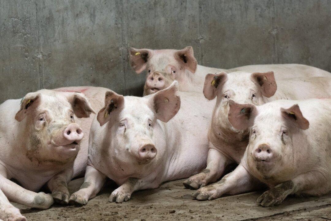 Quebec Pork Farmers Reeling as a ‘Perfect Storm’ Creates Economic Crisis