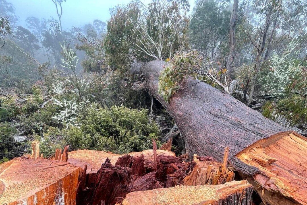 Former Greens Leader Fighting Trespass Charge After Anti-Logging Protest