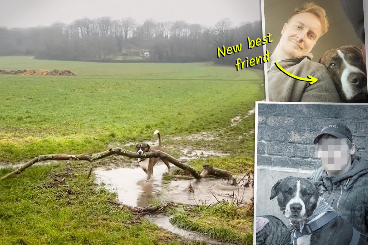 Guy Sees Homeless Man With a Dog and Sign—Finds New Best Friend Oddly Obsessed With Giant Sticks