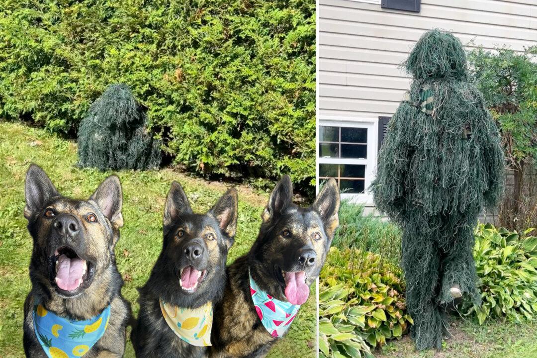 Funny Video: Man Puts On a Bush Costume to Test His 3 Dogs—the Result Leaves His Wife Laughing