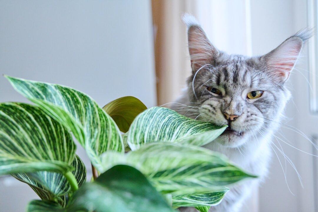 Some Houseplants Harmful to Cats