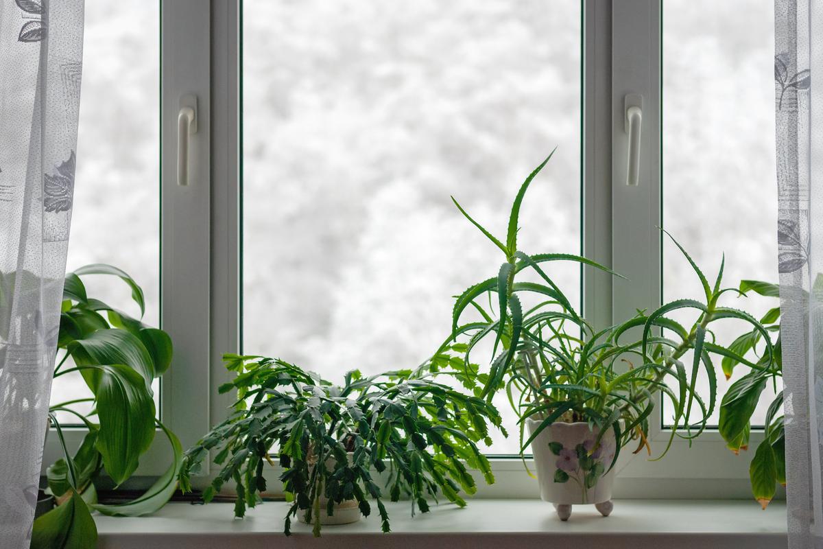 Gardening Winter To-Do List
