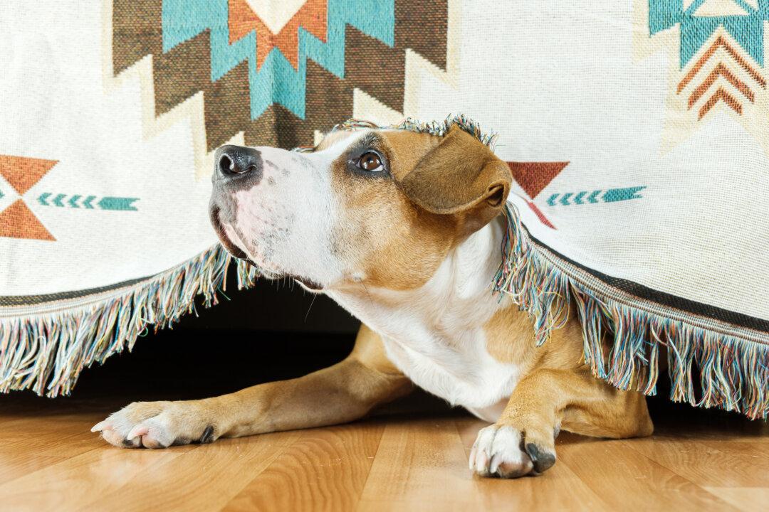 Many Ways to Help Calm Dog With Noise Phobia