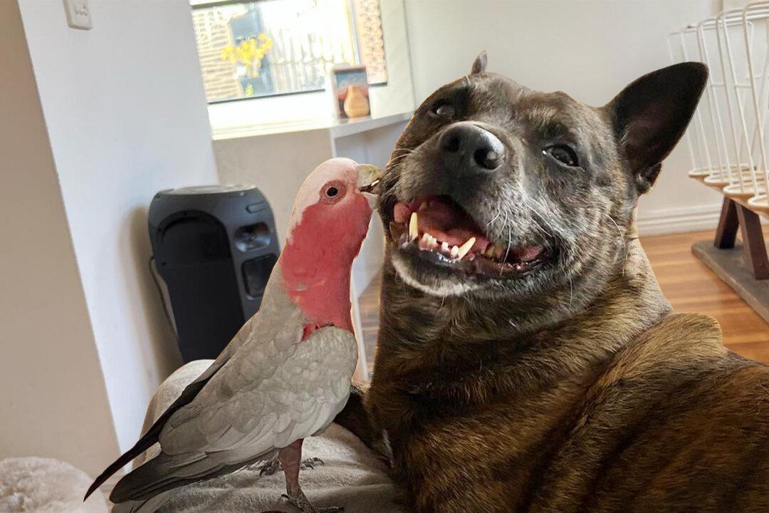 VIDEO: Dog Helps Rescue an Injured Australian Bird, Now They Are Best Friends