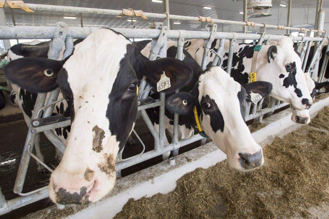 Billions of Litres of Canadian Milk Were Dumped in Past 12 Years: Study