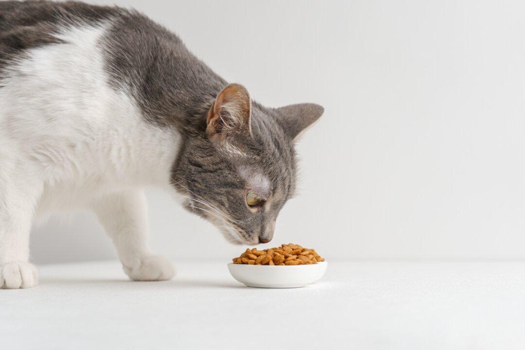 Feed Commercial Cat Food, Not Just Tuna