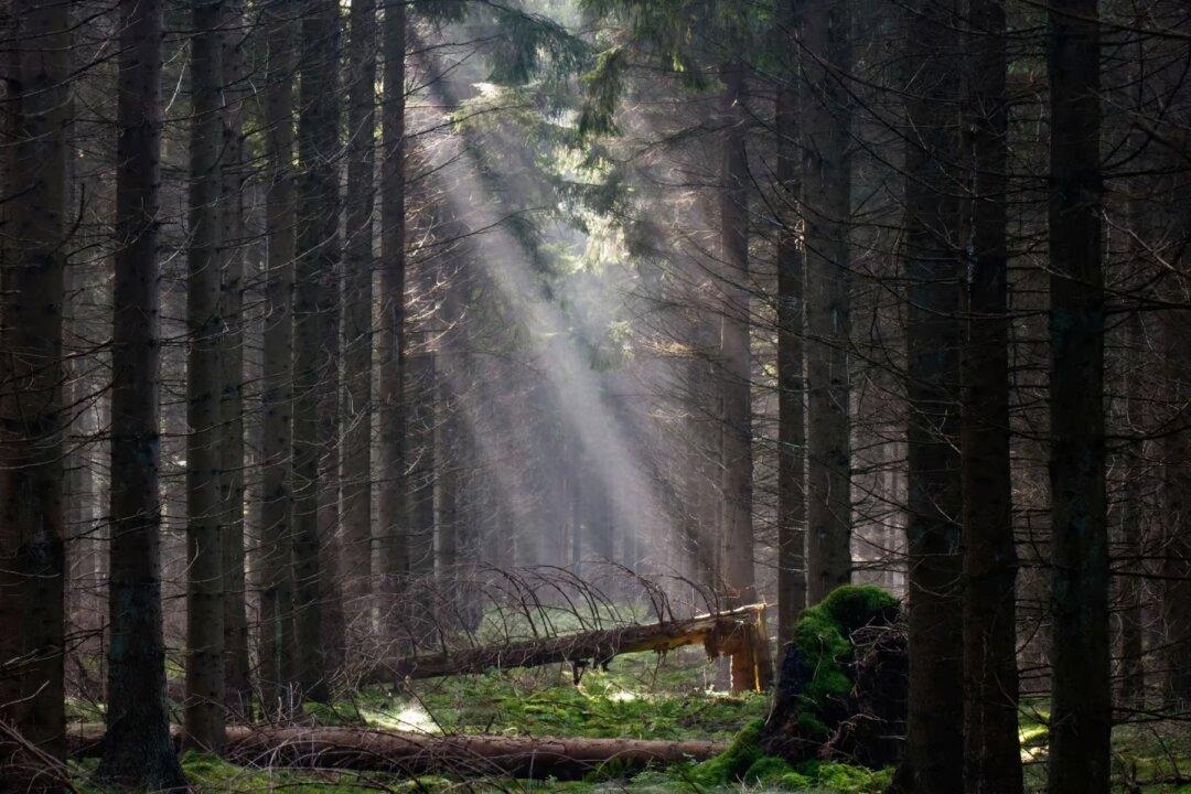 The Toilet Paper Canard