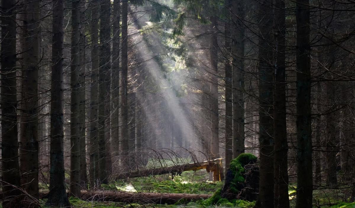 The Toilet Paper Canard