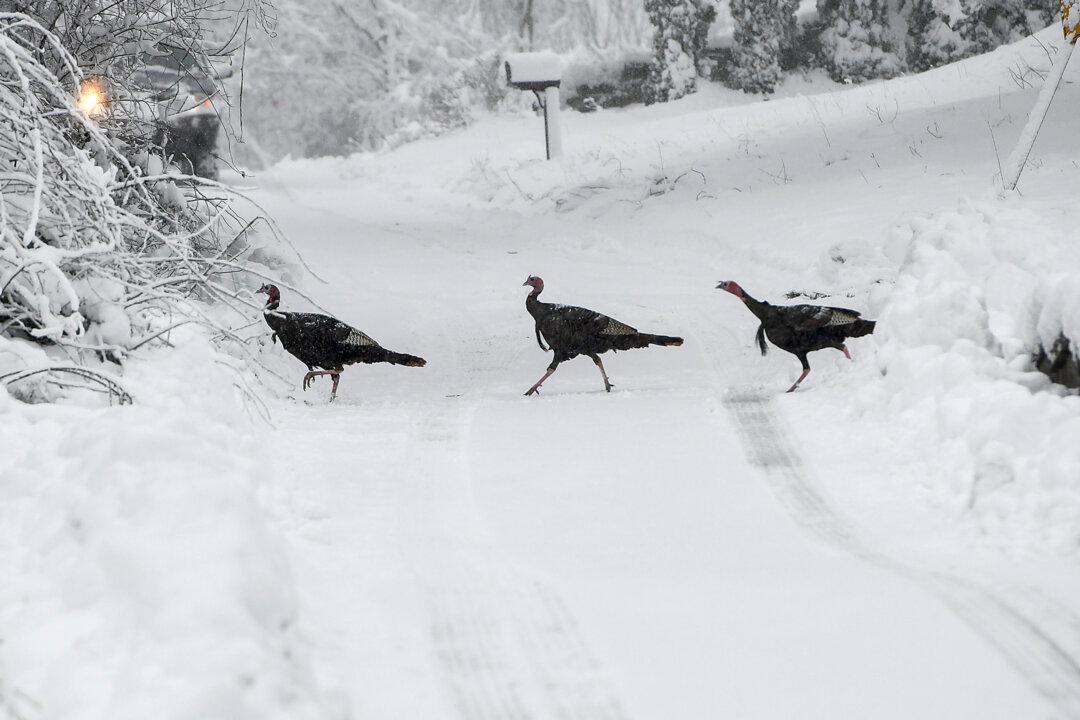 Blizzard Conditions Bear Down on Central US, Closing Schools and Highways