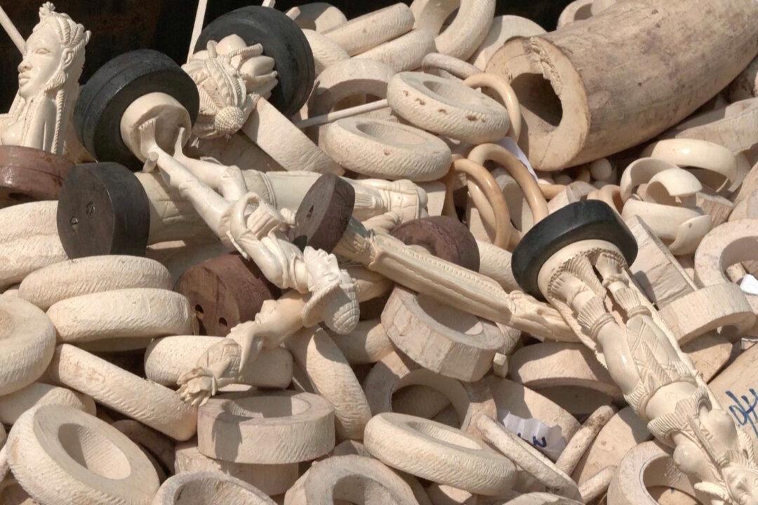 Nigeria Destroys Record $11.2 Million in Seized Elephant Tusks