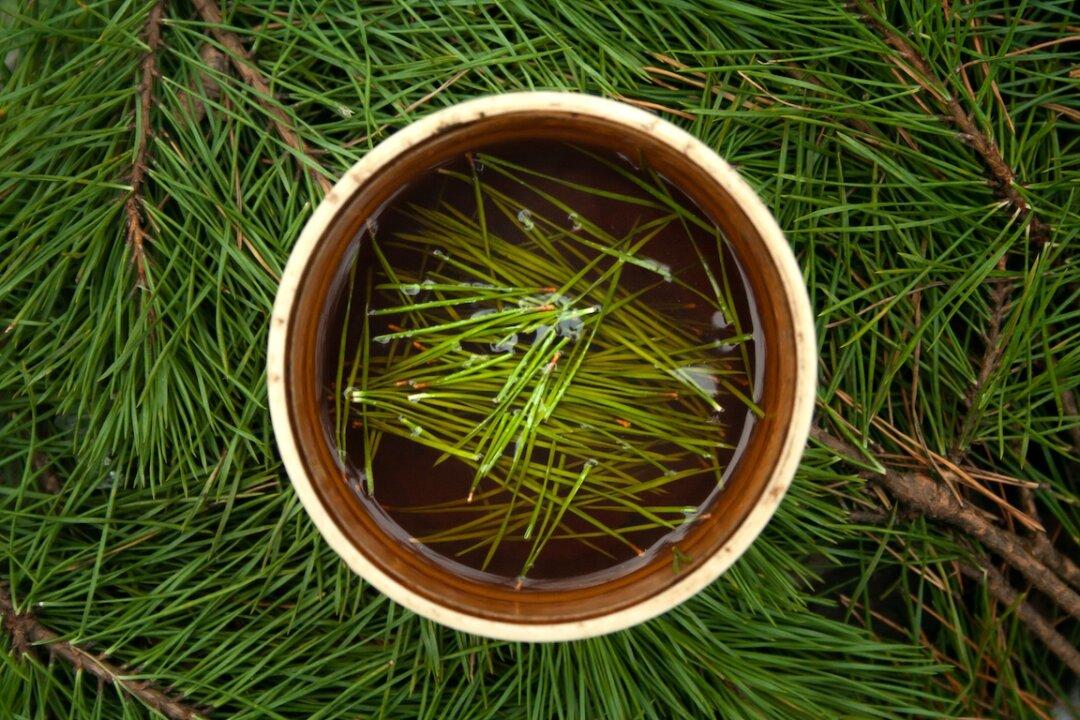 Pine Needles: An Ancient Ally for Human Health