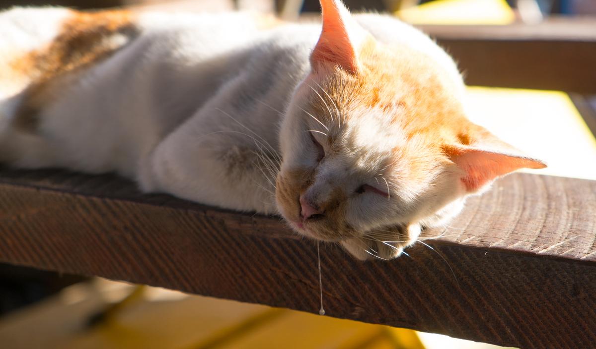 Cat’s Excessive Drooling May Signal Medical Problem