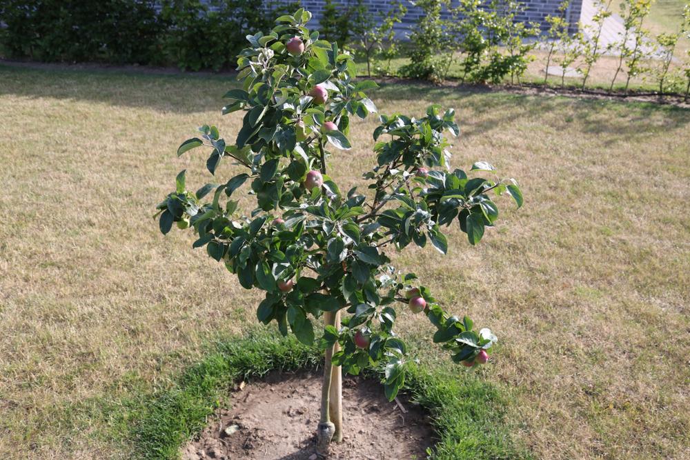 Home Orchard: How to Choose a Fruit Tree