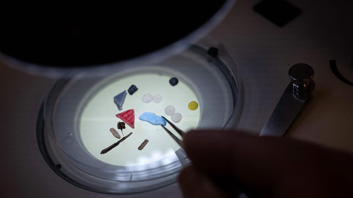 Scientists Discover Toxic Microplastics in Every Human Placenta Tested in Study
