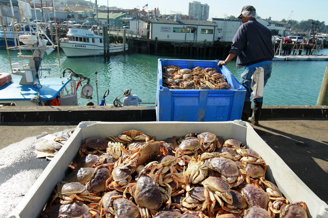 California Delays Commercial Crab Season to Protect Whales From Entanglement