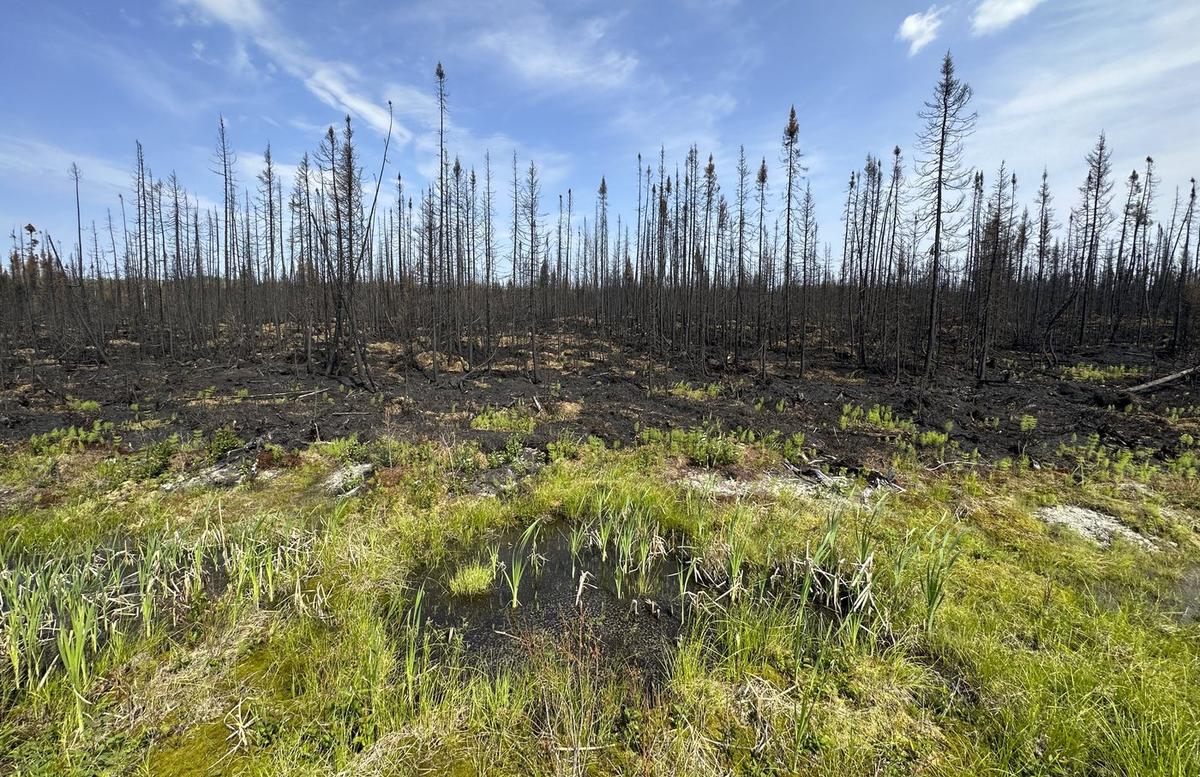 Quebec Man Pleads Guilty to Setting 14 Forest Fires, Forcing Hundreds From Homes