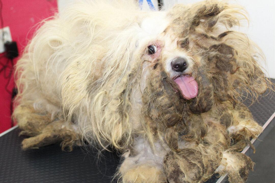 9-Year-Old Neglected Dog With Feces-Riddled Coat Gets First Shave, Looks Unrecognizable