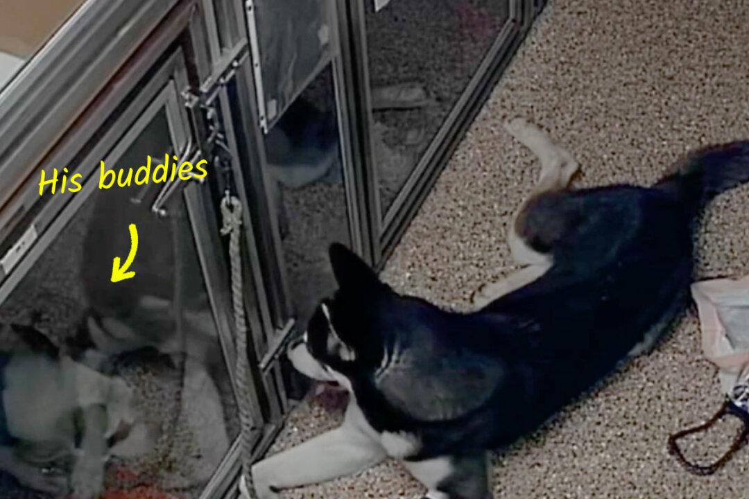 Rescue Dog Escapes Kennel, Tries to Free Friends, Throws Himself a Party Before Getting Busted: VIDEO