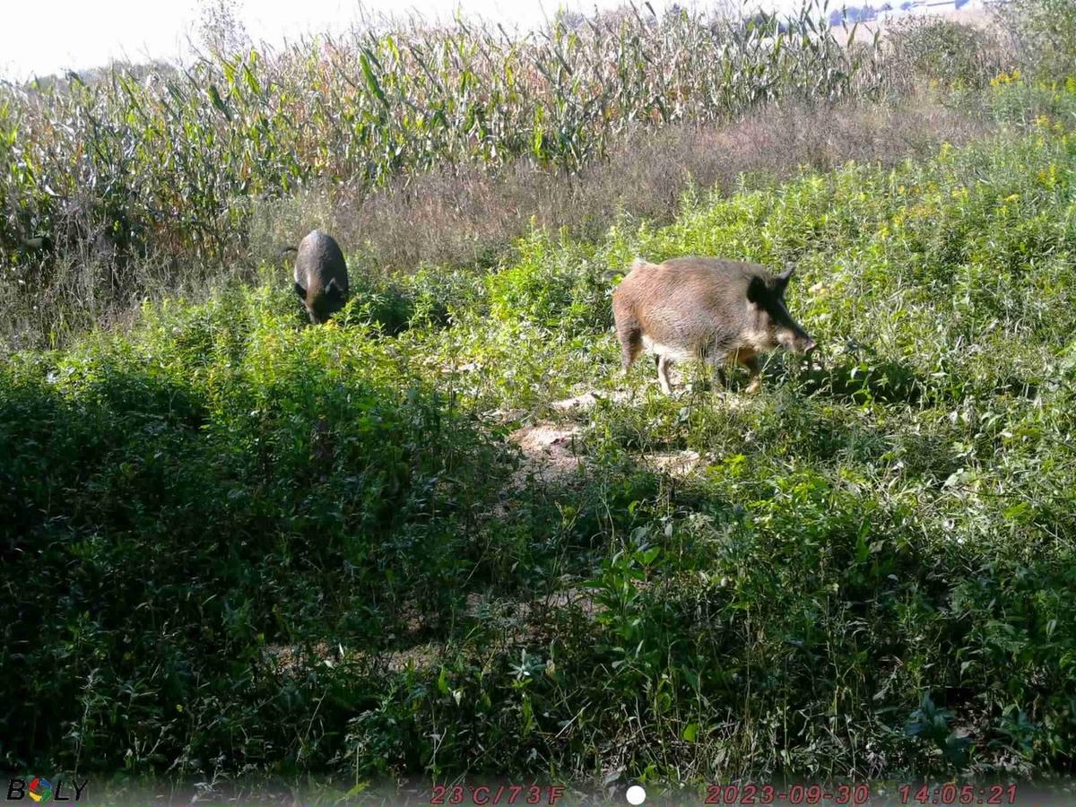 After Wildfires in 2023, BC Interior Faces Feral Hogs in 2024