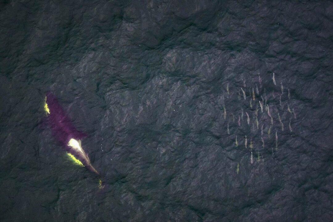 BC Trawlers Dump Thousands of Salmon, Depleting Orcas’ Food Source: Wildlife Group