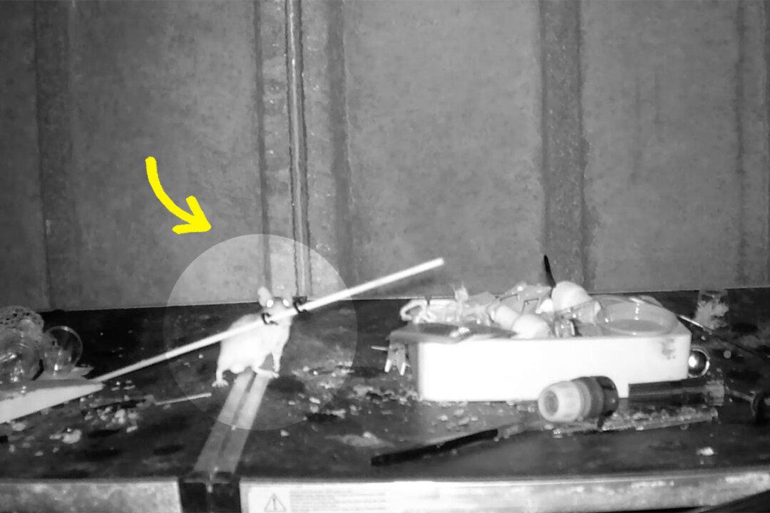 Amusing Video Captures ‘Welsh Tidy Mouse’ Cleaning Pensioner’s Shed Every Night