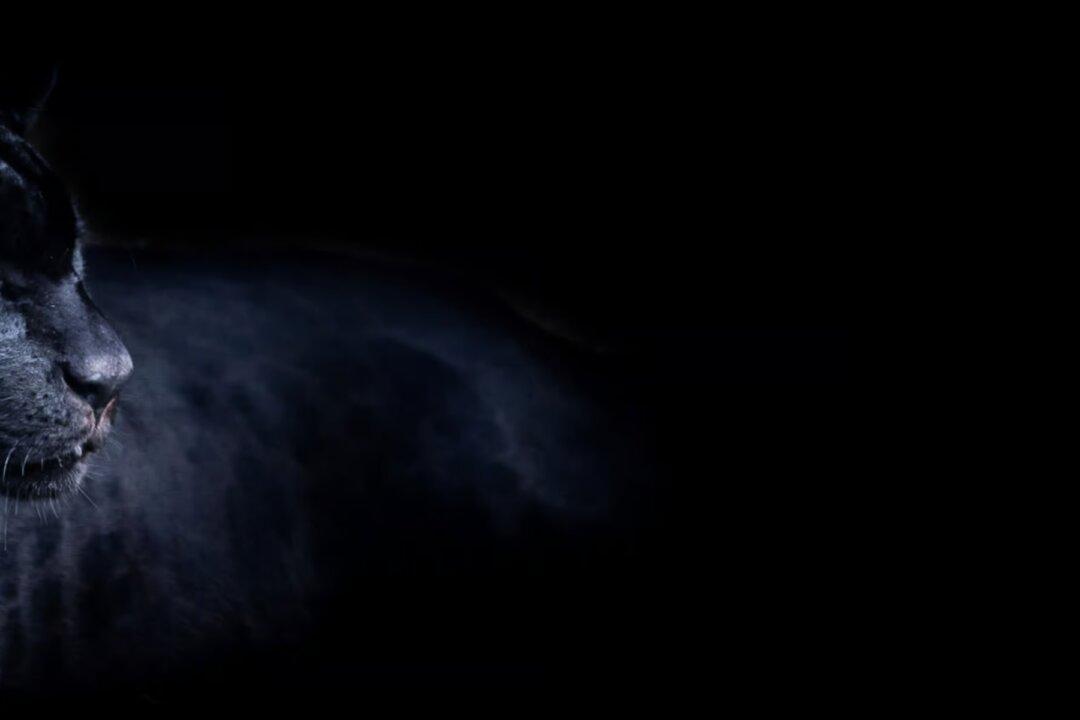 The DOJ Quietly Prosecutes the COVID Resistance