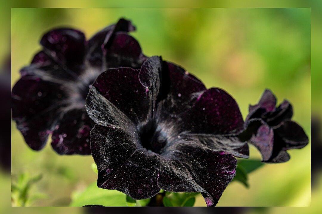 From Gothic to Gorgeous: How Black Flowers Are Transforming Gardens Worldwide