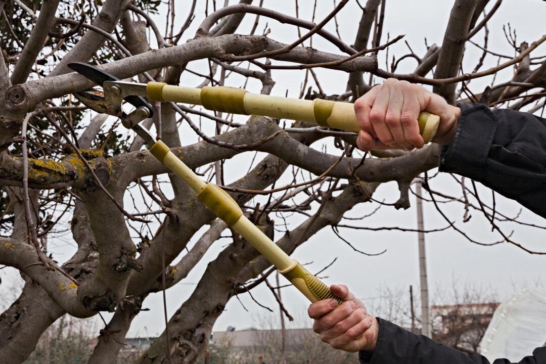 Can I Hire a Tree Service in Winter?