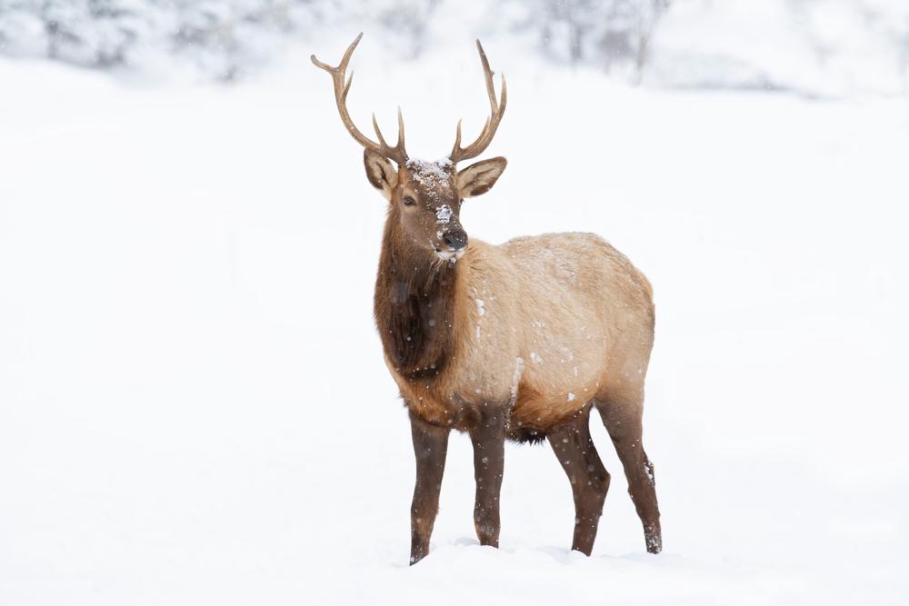 Midwinter Meat Meditations