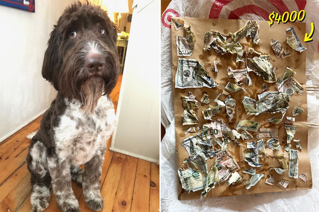 Adorable Dog Never Did Anything Wrong—Then One Day He Eats $4,000 in Cash: VIDEO
