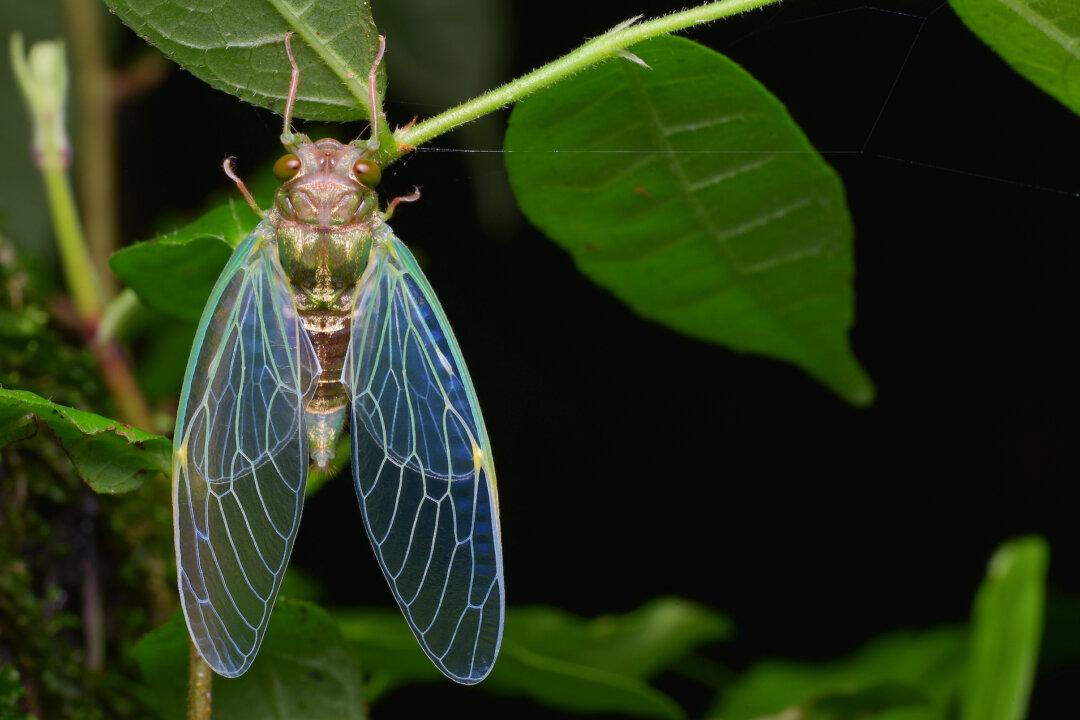 Are Cicadas Going to Be a Problem This Year?