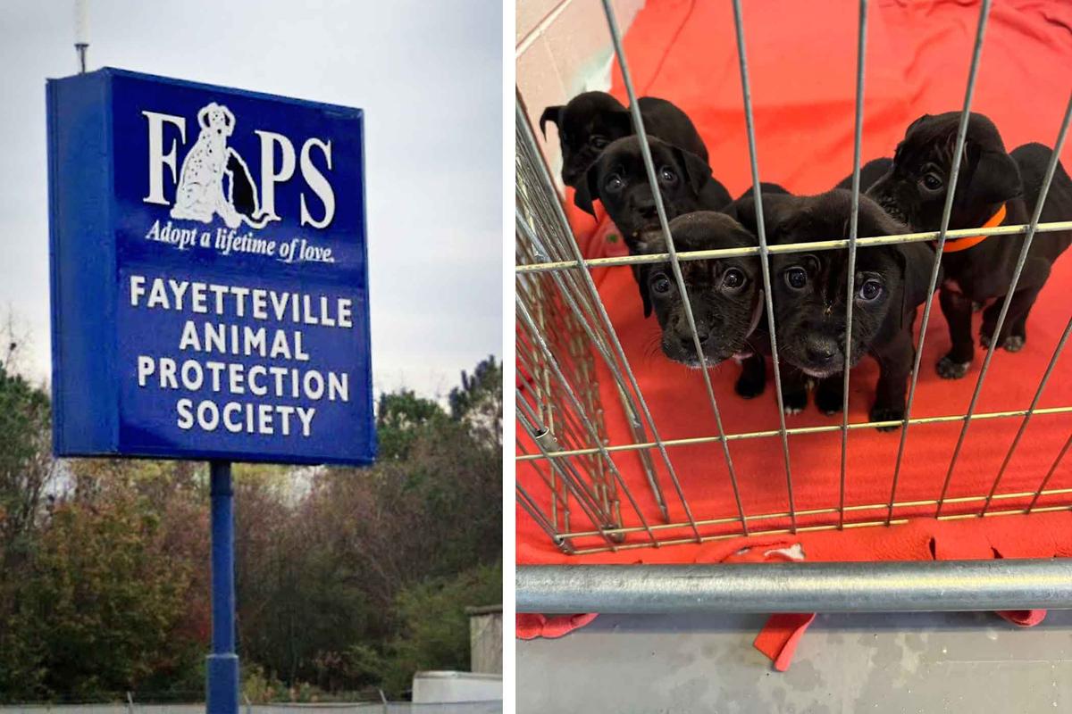 (Left) The roadside sign at the Fayetteville Animal Protection Society (Screenshot/<a href="https://www.google.com/maps/@35.0816993,-78.9444523,3a,19.3y,171.68h,94.23t/data=!3m6!1e1!3m4!1sHdRTP0j2SsmewcdZ5EXAdA!2e0!7i16384!8i8192?entry=ttu">Google Maps</a>); (Right) The five abandoned puppies recently dropped at the door of the shelter. (Courtesy of Fayetteville Animal Protection Society)