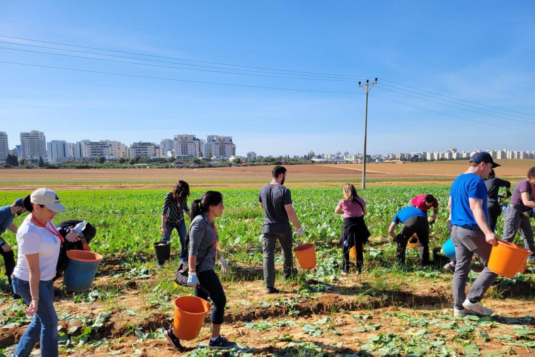 Israeli Farms and Farmers Hit Hard by the War