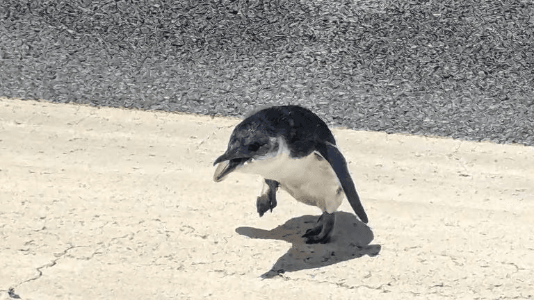 Little Lost Penguin Halts Flights at New Zealand Airport