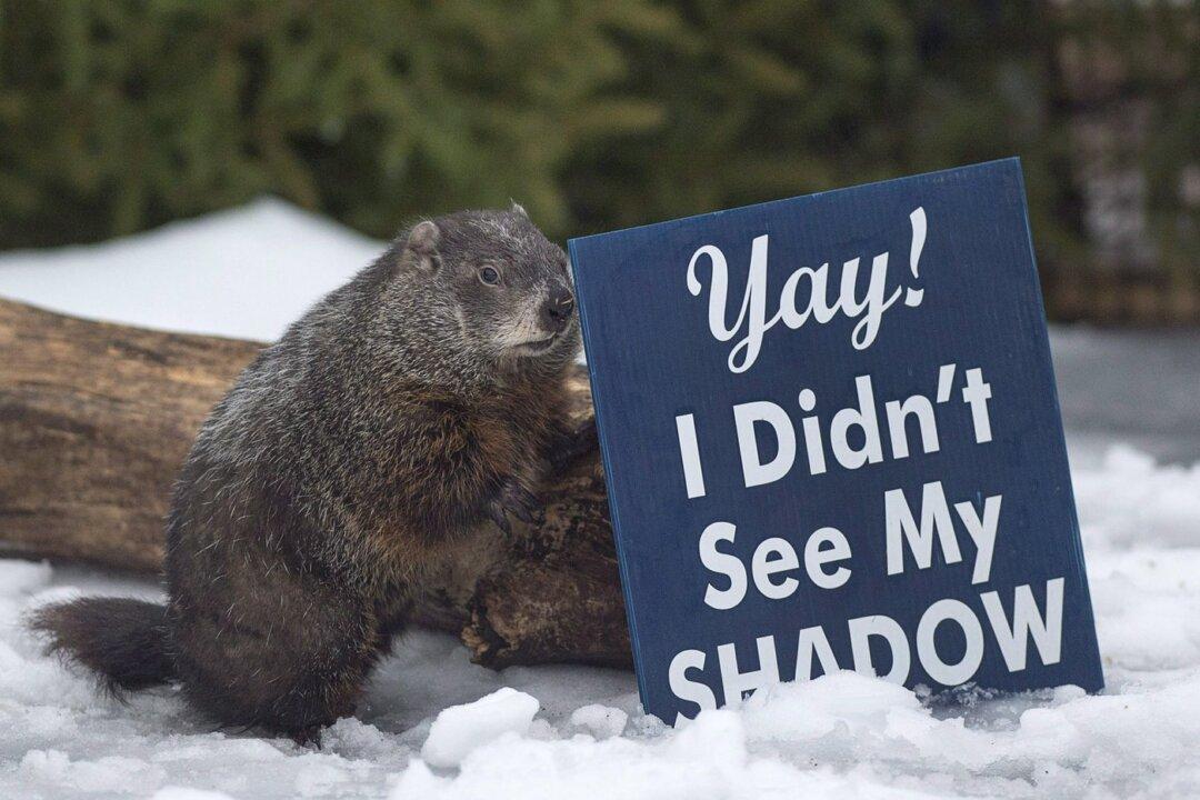 Groundhog Day: Canada’s Famous Furry Forecasters Predict Early Spring