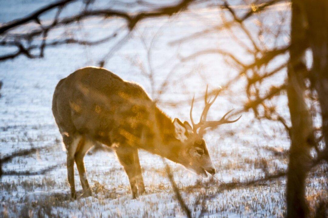First Cases of Fatal Chronic Wasting Disease Found in BC Deer