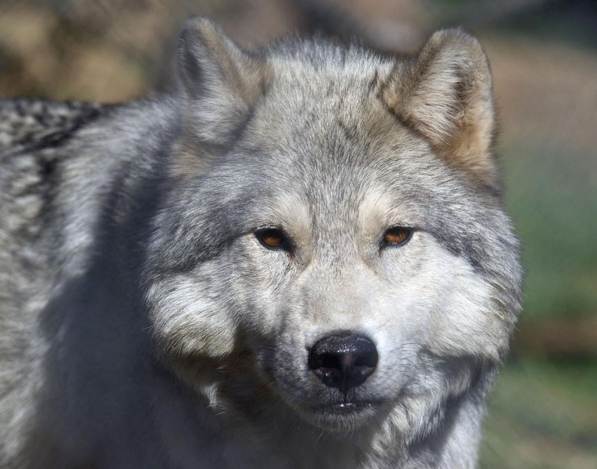 Pay a Visit to Majestic Endangered Wolves